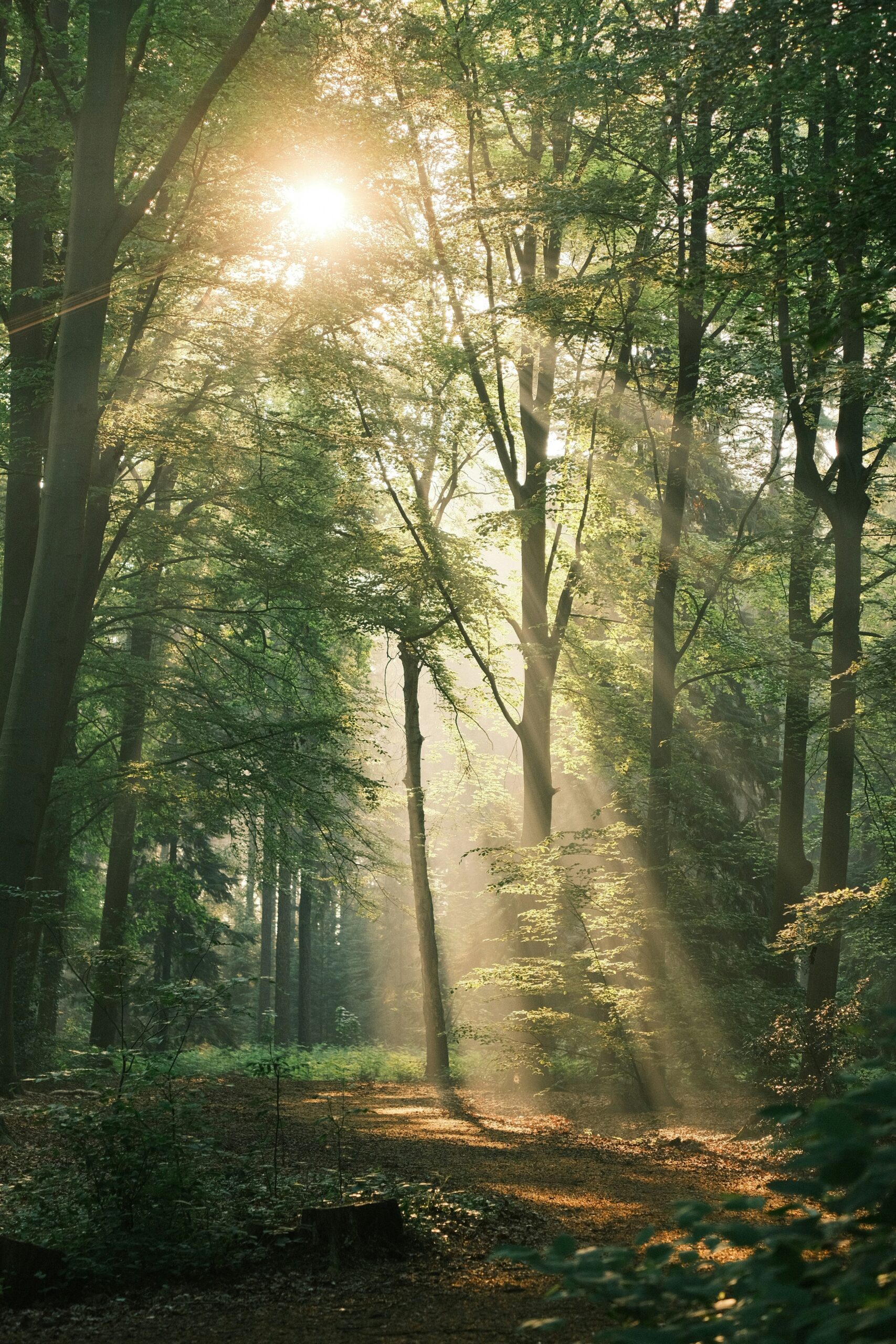 joyce-g-2k74xaf8dfc-unsplash